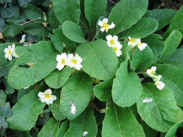 1 Livre 1 Guide Pour Identifier Des Plantes Sauvages